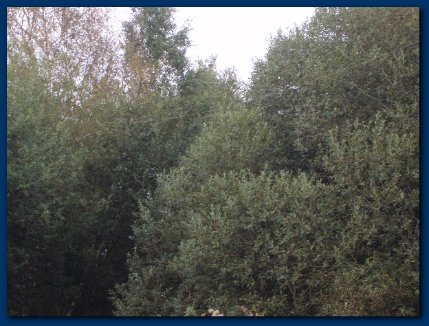 600x449 pixels (170K)